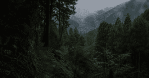A misty mountain forest path in rural Japan evoking Japan's unspoken social rules